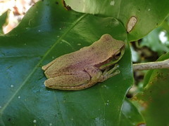 Ranoidea pearsoniana