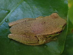 Ranoidea pearsoniana