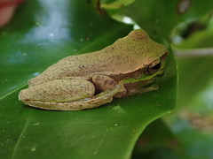 Ranoidea pearsoniana