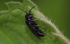 Endelomyia aethiops