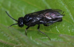 Endelomyia aethiops