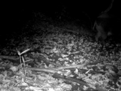 Sus scrofa leucomystax