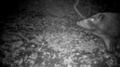 Sus scrofa leucomystax