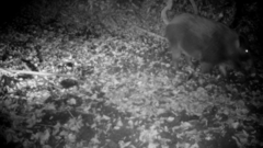 Sus scrofa leucomystax