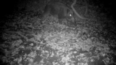 Sus scrofa leucomystax