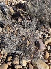 Zinnia acerosa