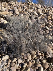 Zinnia acerosa