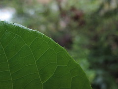 Pterostyrax corymbosus