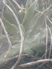 Dudleya caespitosa