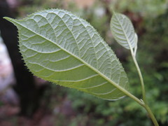 Pterostyrax corymbosus
