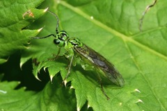 Tenthredo olivacea