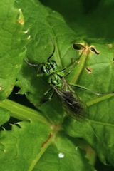 Tenthredo olivacea