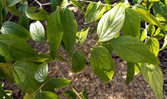 Cornus