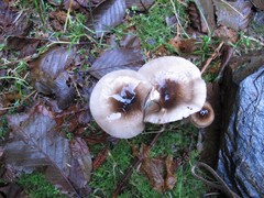 Lactarius pseudomucidus