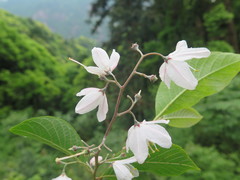 Alniphyllum fortunei