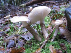 Lactarius pseudomucidus