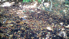 Garrulus glandarius japonicus