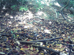 Garrulus glandarius japonicus