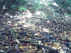 Garrulus glandarius japonicus