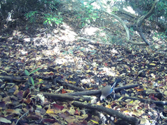 Garrulus glandarius japonicus