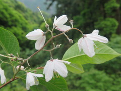 Alniphyllum fortunei