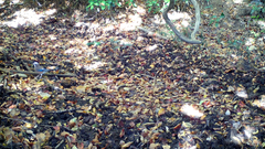 Garrulus glandarius japonicus