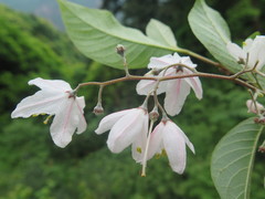 Alniphyllum fortunei