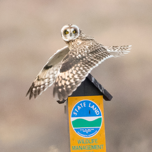 Short-eared Owl