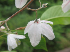 Alniphyllum fortunei