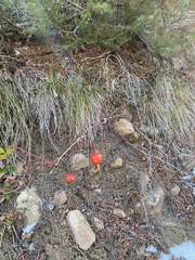 Rosa acicularis acicularis