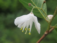 Alniphyllum fortunei