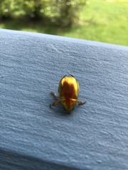 Anoplognathus parvulus