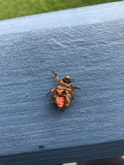 Anoplognathus parvulus