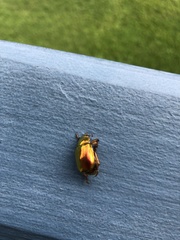 Anoplognathus parvulus