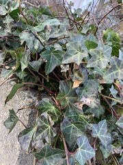 Hedera rhombea