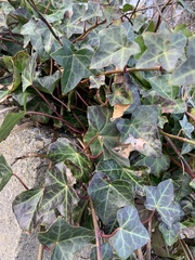 Hedera rhombea
