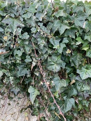 Hedera rhombea