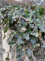 Hedera rhombea