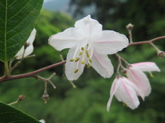 Alniphyllum fortunei