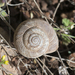 Oreohelix strigosa - Photo (c) maticus, μερικά δικαιώματα διατηρούνται (CC BY-NC), uploaded by maticus