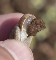 Oreohelix strigosa