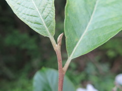 Alniphyllum fortunei
