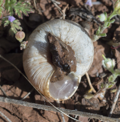 Oreohelix strigosa