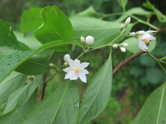 Styrax odoratissimus