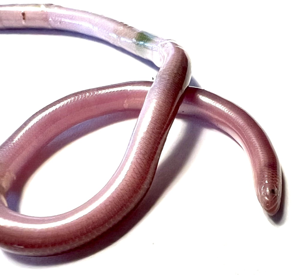 Richard's Worm Snake