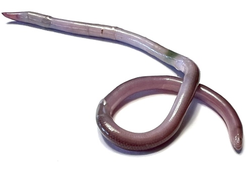Richard's Worm Snake
