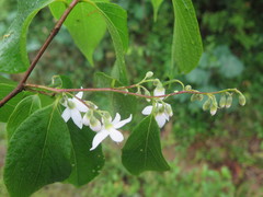 Styrax odoratissimus