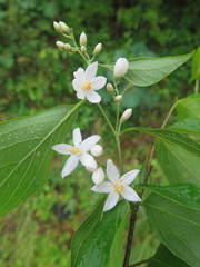 Styrax odoratissimus