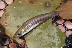 Fundulus lineolatus