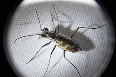 Ellipsoptera sperata